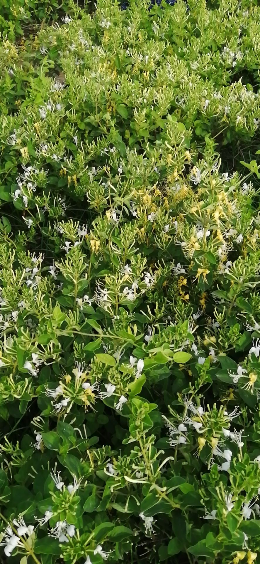 四季金銀花苗 道地樹型四季花原產地直供