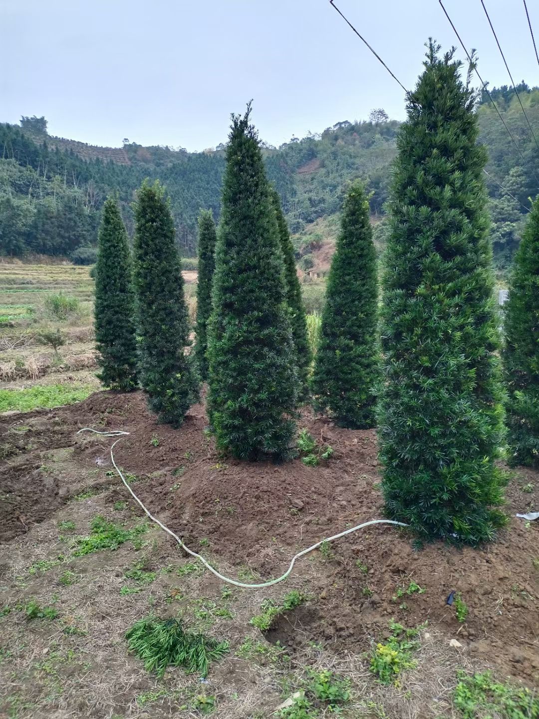 塔形罗汉松福建漳州罗汉松农户直销价