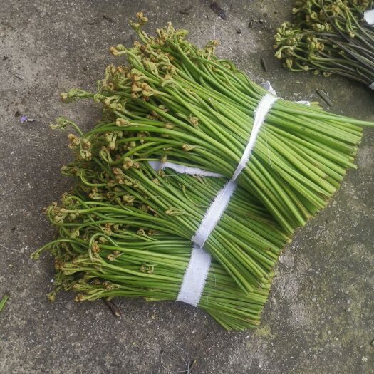 六盘水大量供应野生蕨菜