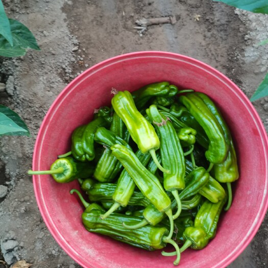 麻城市麻城薄皮椒
