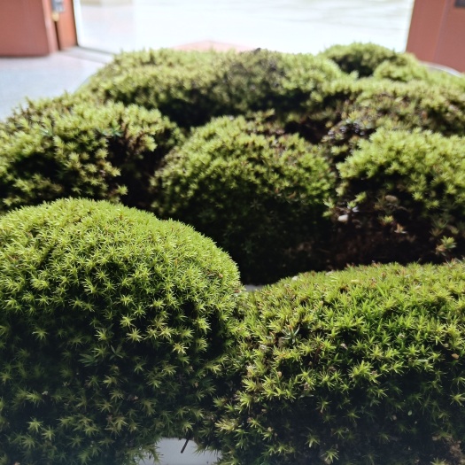 浏阳市苔藓