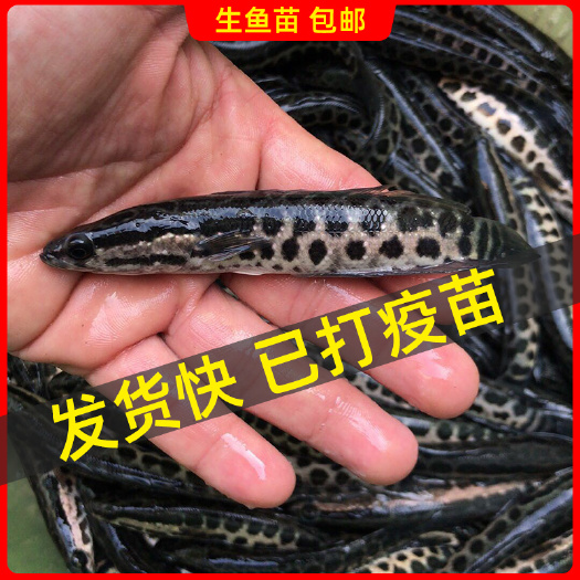 江门优质淡水杂交黑鱼苗 杂交生鱼苗 本地黑鱼苗 港种杂交苗