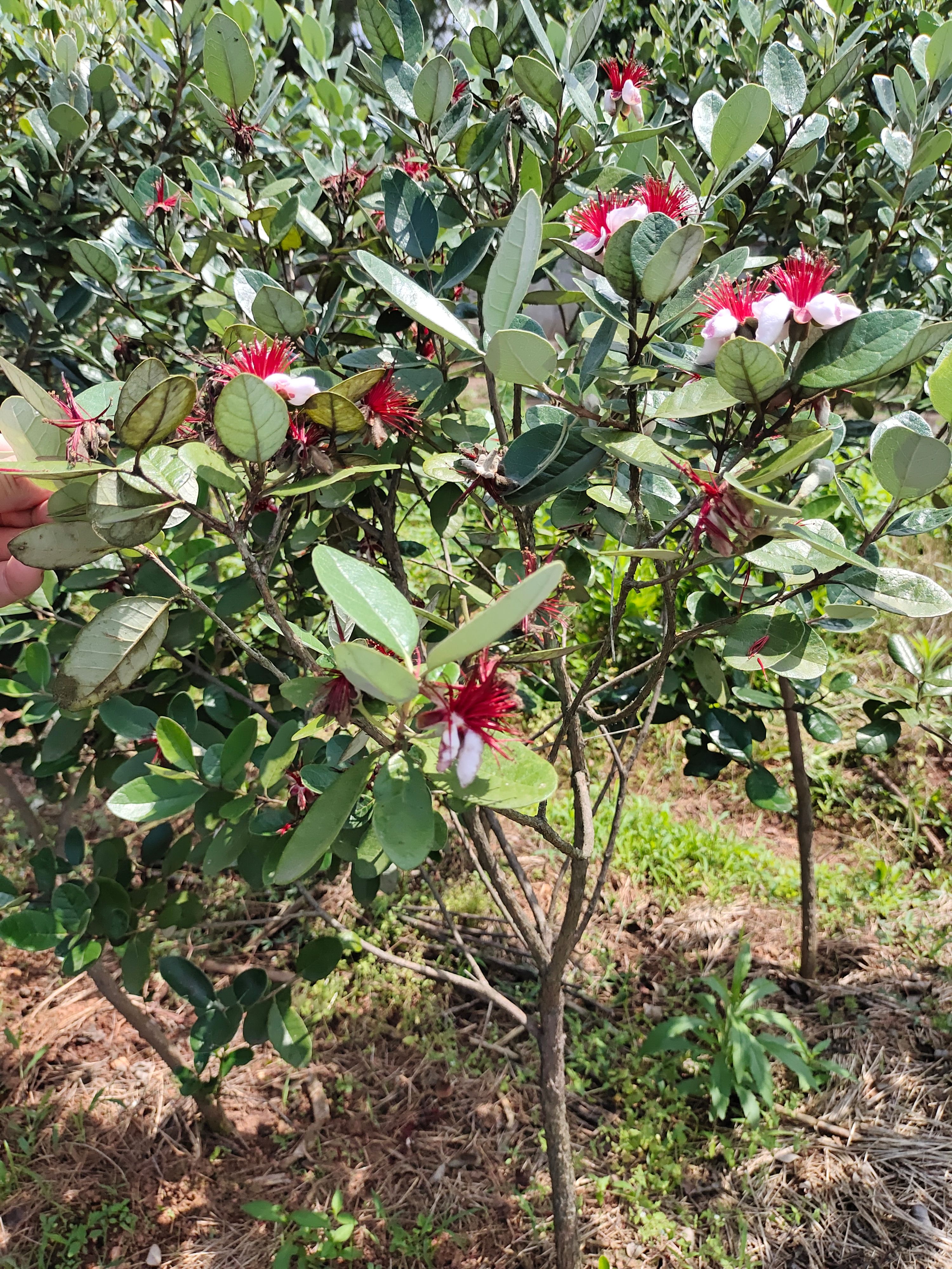 菲油果苗斐济果带土大苗