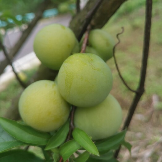 贞丰县先到先得，价格美丽