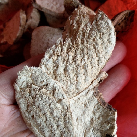 绥宁县千金藤素 千金藤属千金藤白药子地不容干片