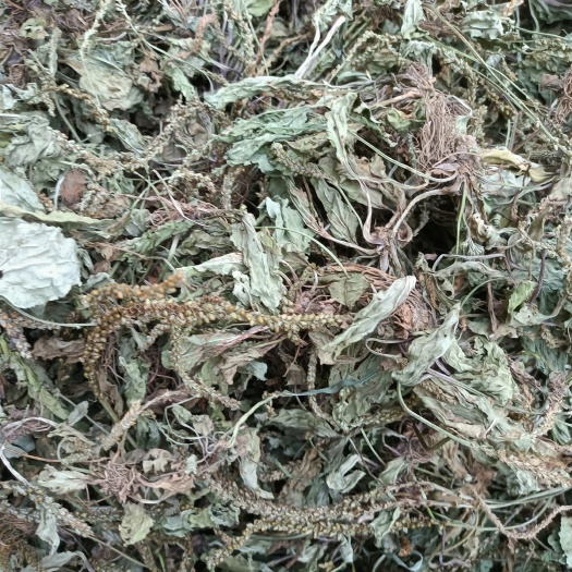 商城县车前草蛤蟆衣车轮菜非种植2025新货自然晒干