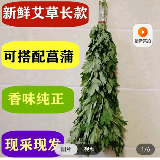 长丰县新鲜艾草【安徽合肥】