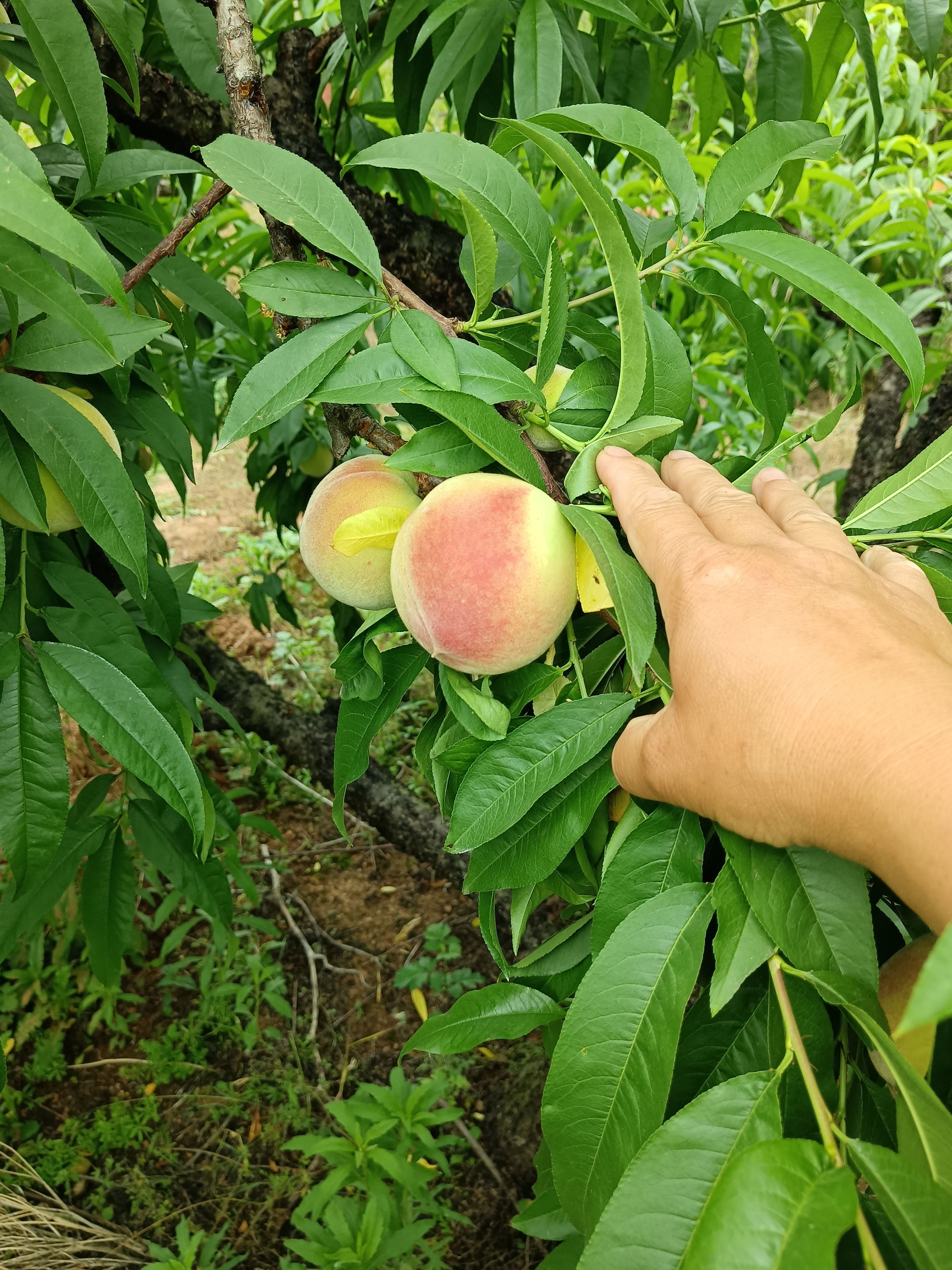 湖北枣阳二号大量上市！突围也上市了！