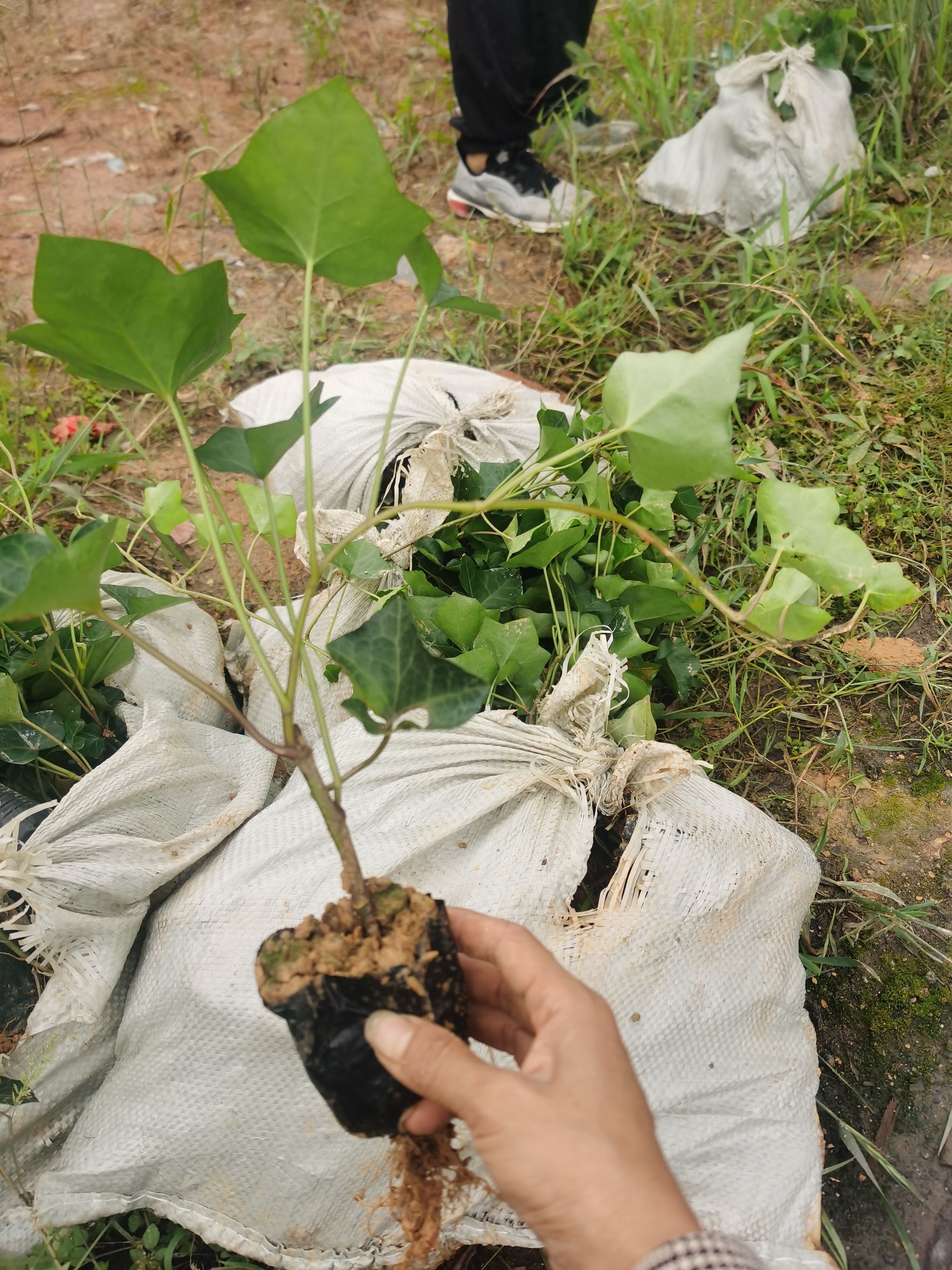 湖南郴州基地直销常青藤常春藤爬山虎绿化工程地被苗