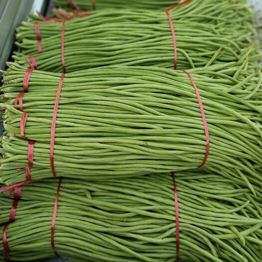 莒县豆角之乡：山东精品头茬长豆角，色泽均匀、质量很好