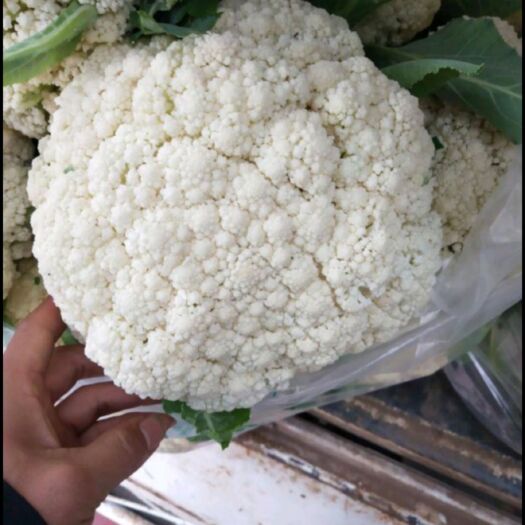 万全散花 青梗散花松花菜 万全散菜花