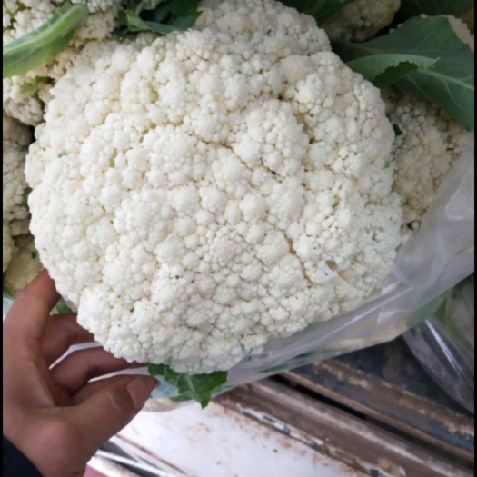 张北县万全散花 青梗散花松花菜 万全散菜花