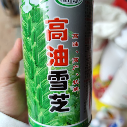 高油雪芝白芝麻种子，200