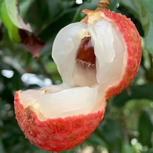 唐代贡品白糖罂荔枝