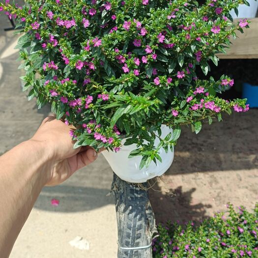 青州市满天星，根粗壮多分支，花型花色美丽，插花，鲜切花，观赏。