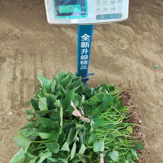 禹州市红薯苗