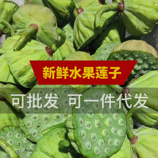 广昌县鲜莲蓬现摘生吃水果莲蓬甜嫩莲子基地直发