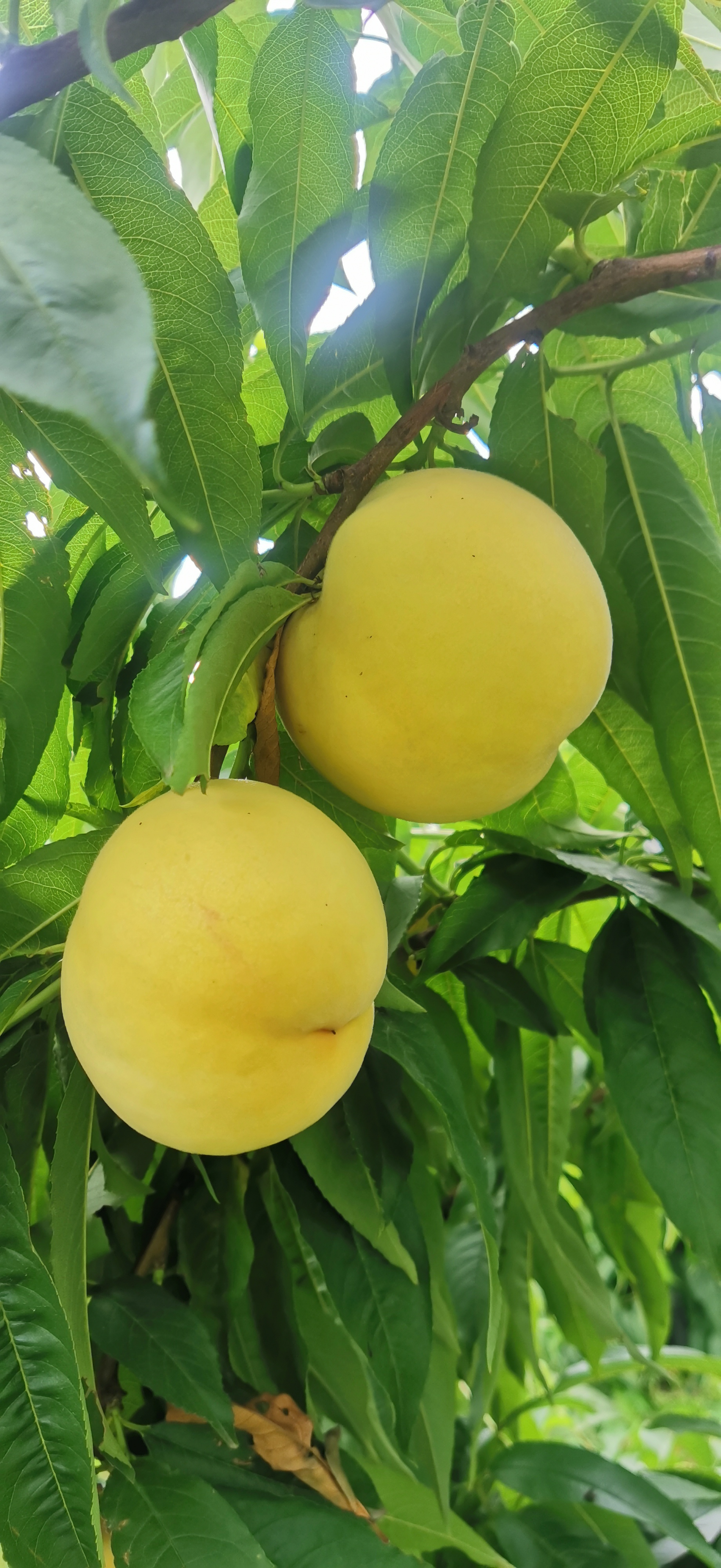 沂蒙鮮果園