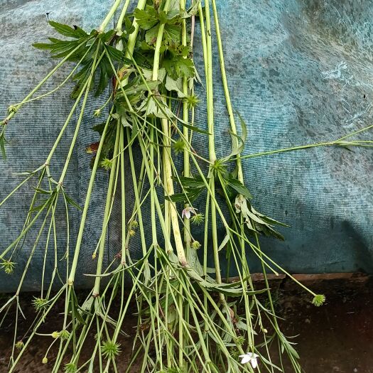 贵定县虎掌草