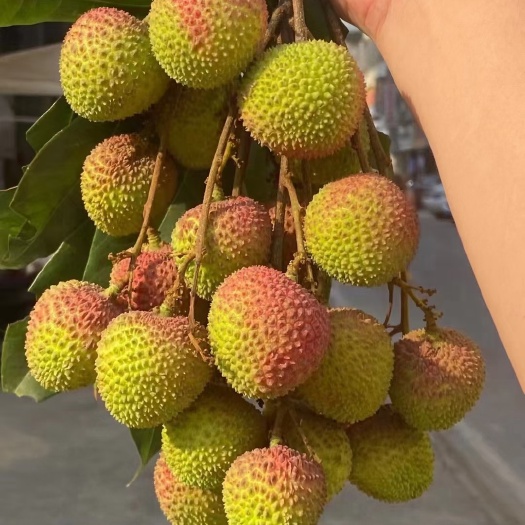 灵山县广西灵山荔枝，妃子笑荔枝大量上市了