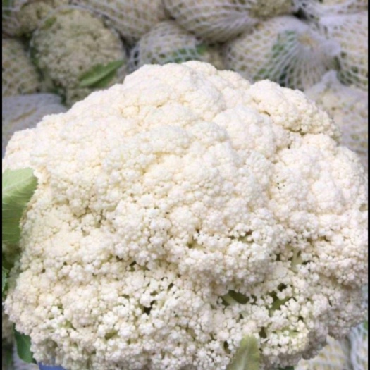 张北县张北县散花 青梗散花松花菜 张北县菜花