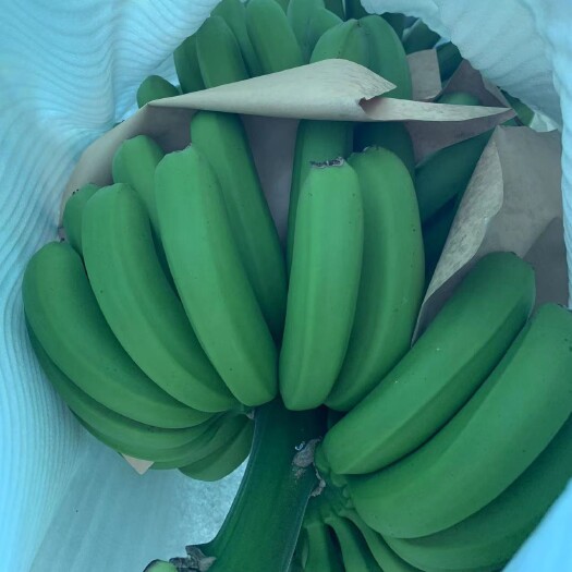 金平县云南香蕉 批发