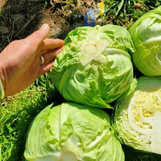 张北县张北县甘蓝 黄心包菜  张北圆白菜