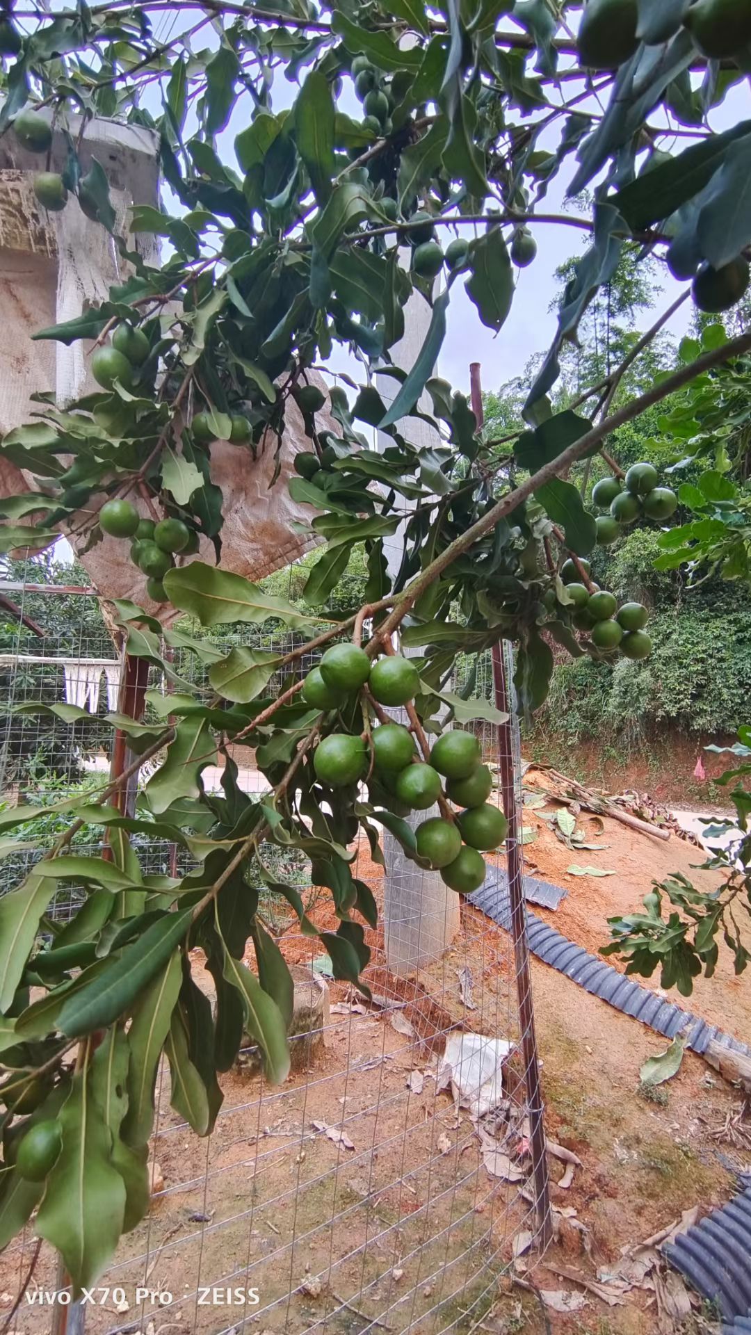 夏威夷果苗  夏威夷果，澳洲坚果桂热一号坚果嫁接苗。