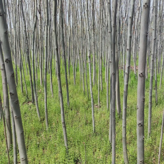 秀山杜仲树