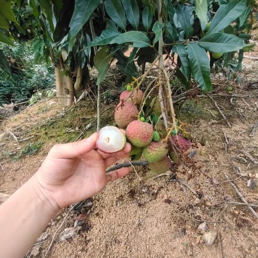 灵山县供应，妃子笑荔枝