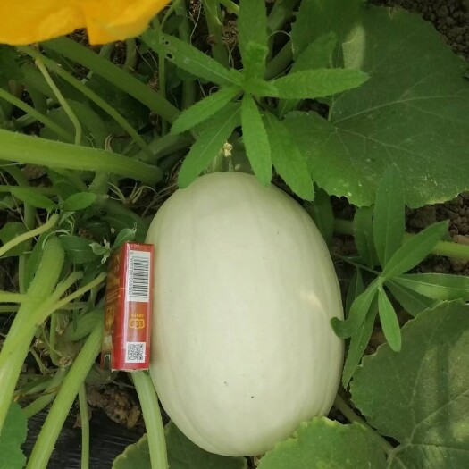 濮阳县金丝绞瓜新鲜