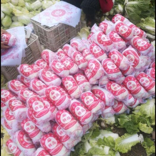 张北县尚义县娃娃菜 玲珑黄娃娃菜 尚义县黄心娃娃菜