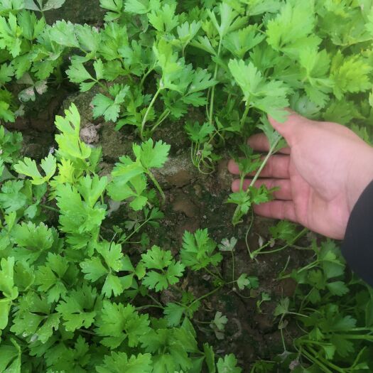 惠民县百亩芹菜苗繁育基地，每年都是新茌地，成活率高