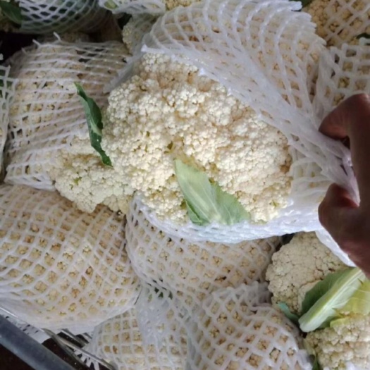 张北县沽源县散花 青梗散花松花菜 沽源县散菜花