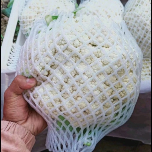 张北县康保县散花 青梗散花松花菜 康保县散菜花