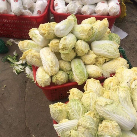 张北县沽源县娃娃菜 玲珑黄娃娃菜 沽源县黄心娃娃菜