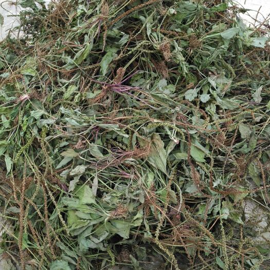 谷城县湖北山区特产车前草