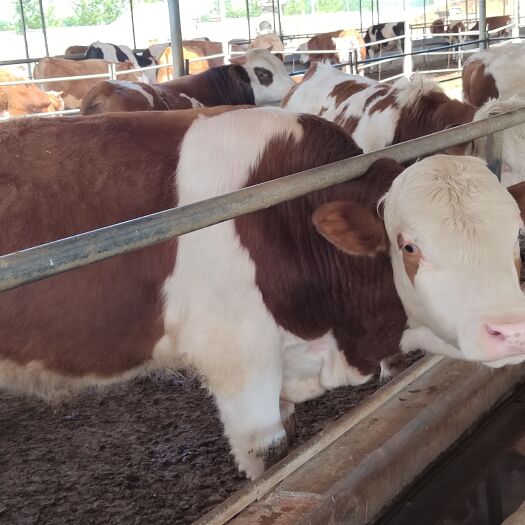 梁山县长年出售西门塔尔牛 鲁西黄牛价格便宜质量好  免费送货
