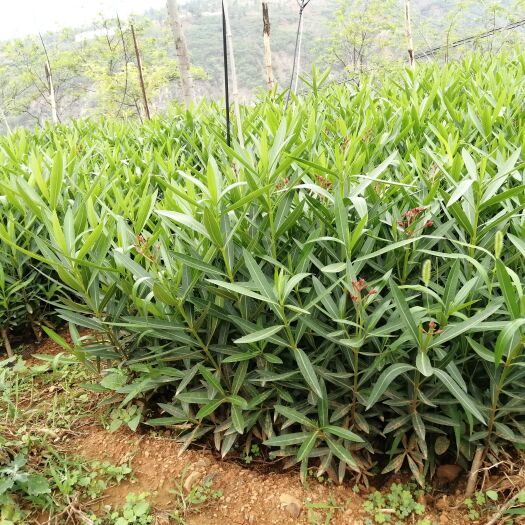 昆明夹竹桃40公分到150公分