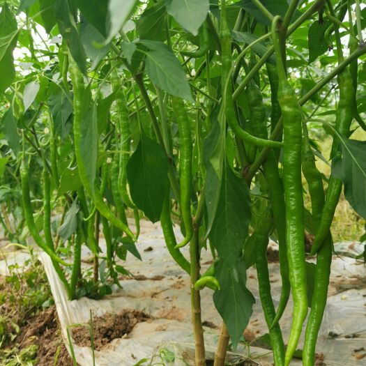 眉山基地大量出售精品软皮二荆条，螺丝椒，卖相好，市场抢手货。