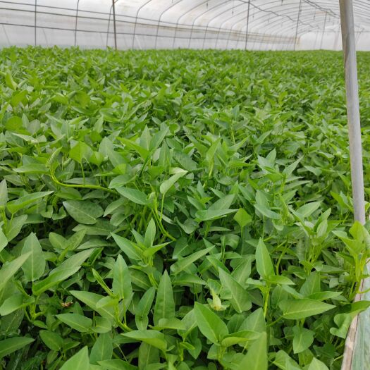 垫江垫江空心菜批发价，欢迎大家订购