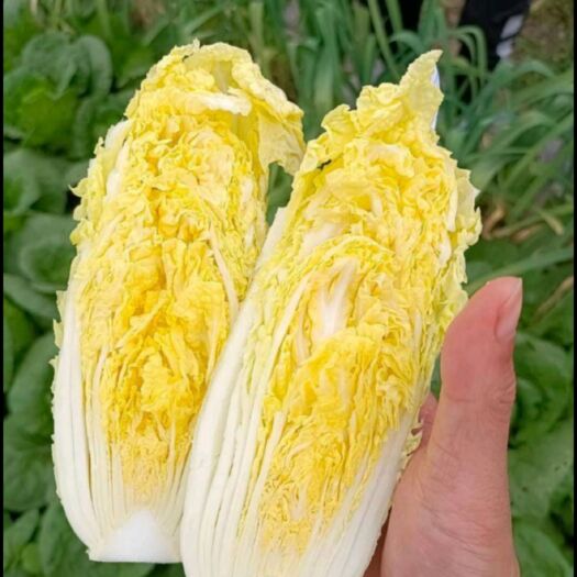 张北县张北娃娃菜 玲珑黄娃娃菜 张北县黄心娃娃菜
