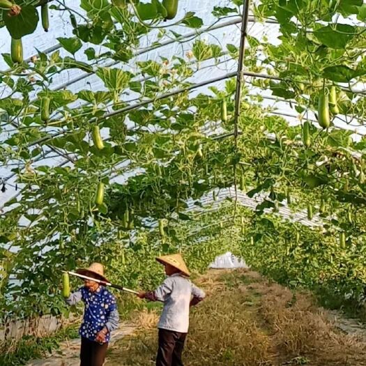 淮南种植瓠瓜大量上市欢迎来批发