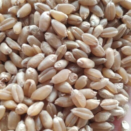 小麦  优质冬小麦大量出库中，物美价廉，产地直发。