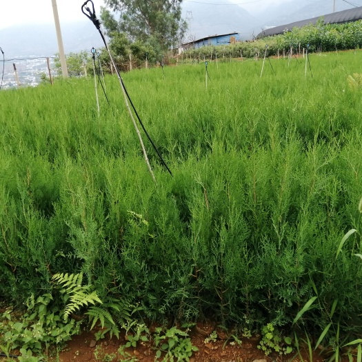 昆明侧柏，20公分到80公分，质量很好