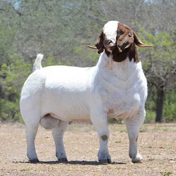 兰考县买10送一波尔山羊羊羔怀孕母羊种公羊白山羊黑山羊黑山羊包回收
