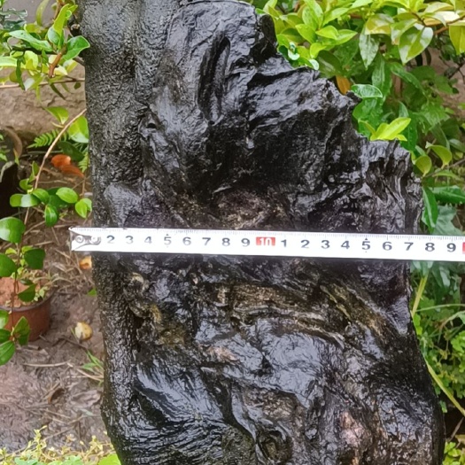 乐山金弹子盆景素材