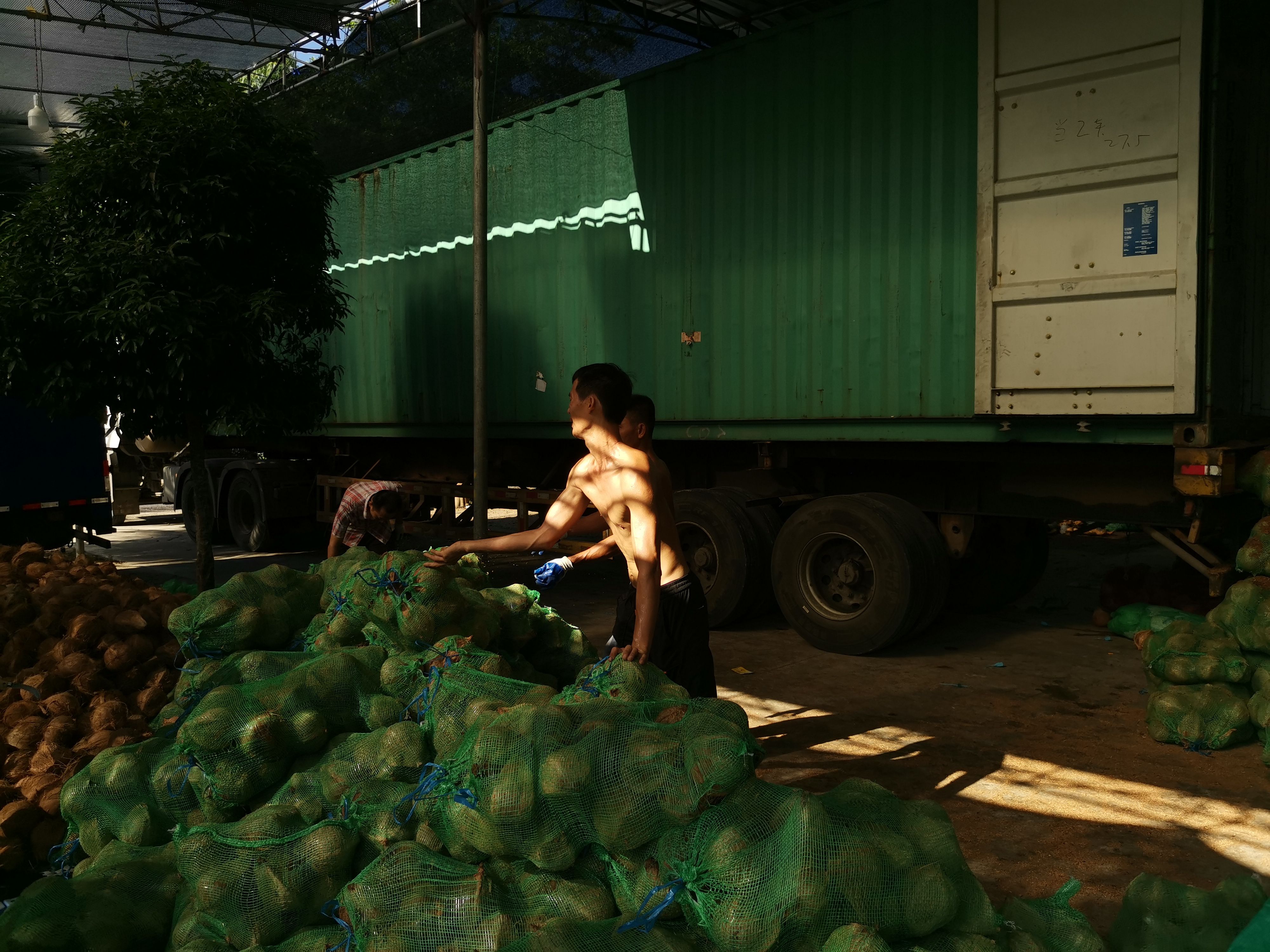 清补凉榨奶专用 老椰子椰子碗毛椰子脱毛椰子碗