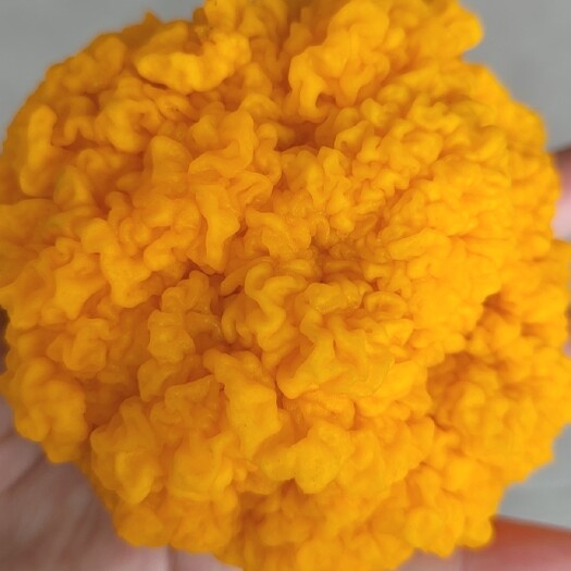 古田县优质金耳成品，菌棒销售