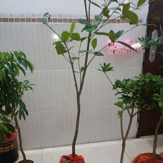 灵山县巴西樱桃